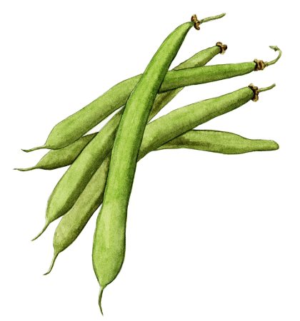 French Beans