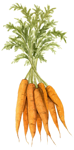 carrots